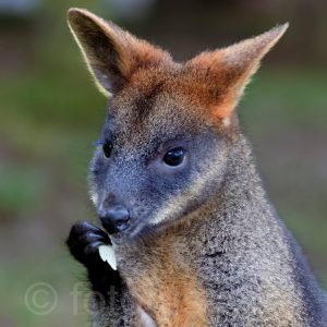 Swamp wallaby, Wallabia bicolor, Australia