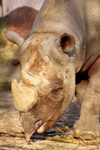 white rhinoceros, Diceros bicornis bicornis, Africa