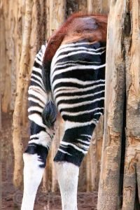 okapi, forest giraffe, Congolese giraffe or zebra giraffe, Congo Africa