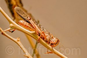 grasshopper locust