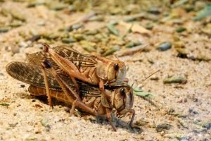 grasshopper locust