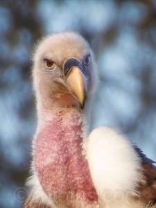 Rüppell´s vulture Sahel Africa
