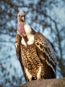 Rüppell´s vulture Sahel Africa