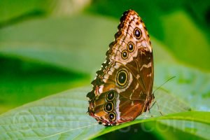 Blue Morpho Butterfly, Morpho Peleides