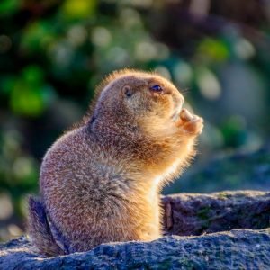 American prairie dog
