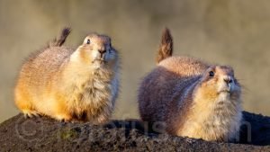 American prairie dog