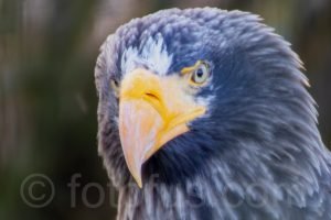 Steller Sea Eagle