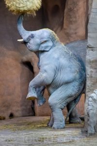 Indian Elephant, India, Asia