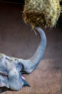 Indian Elephant, India, Asia