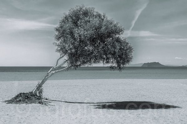 Bolnuevo Playa Tree | Fotofus