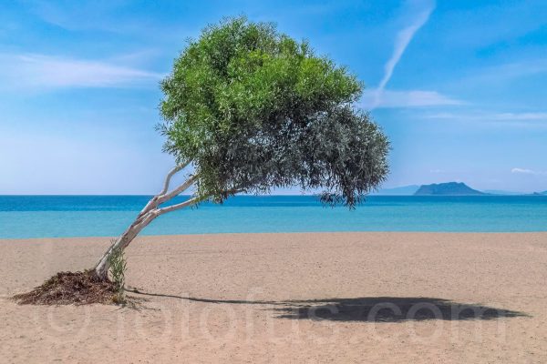 Bolnuevo Playa Tree | Fotofus